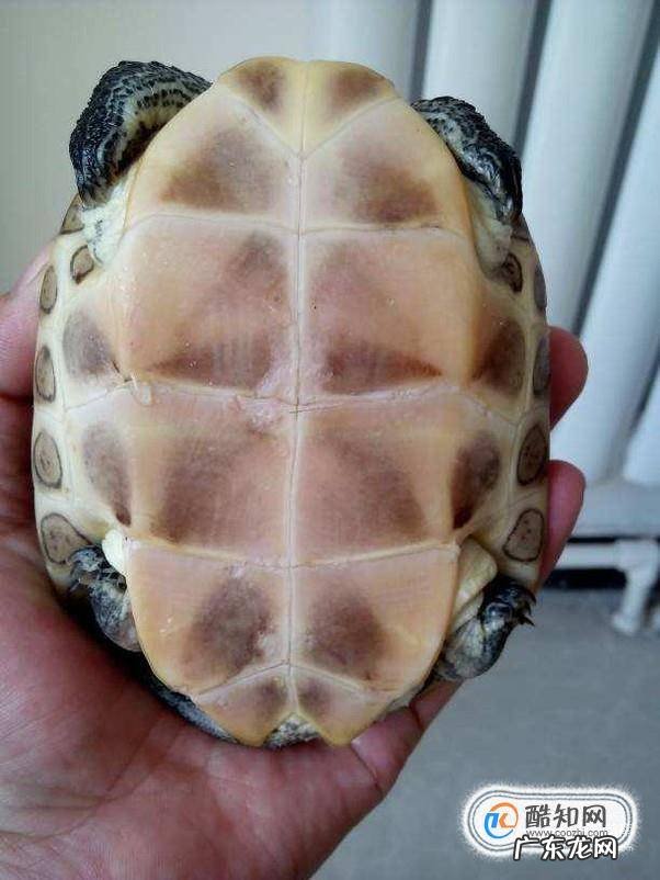 我的巴西龟是不是得了腐甲病