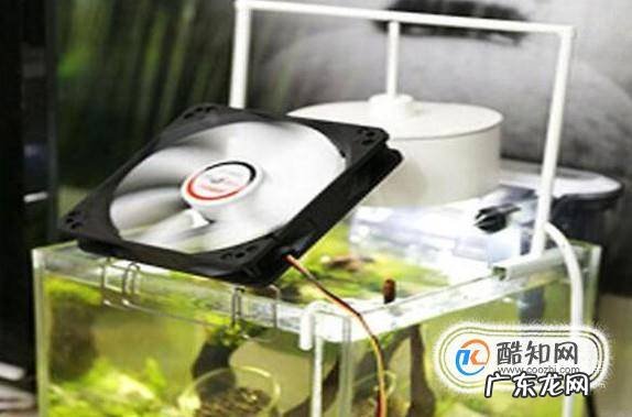 鱼缸温度高怎么办
