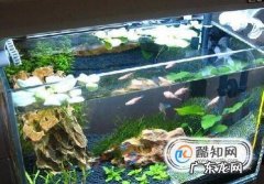 鱼缸温度高怎么办