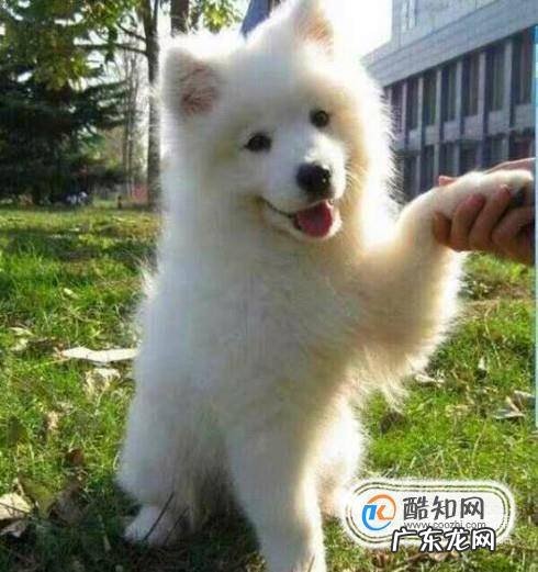 如何成为萨摩耶的主人