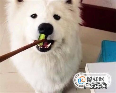 如何成为萨摩耶的主人