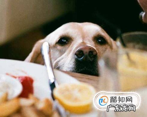 引起狗狗尿路感染的原因