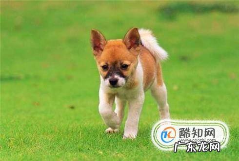 引起狗狗尿路感染的原因
