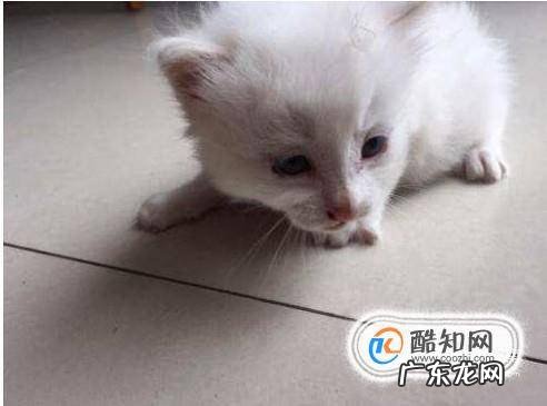 2个月猫怎么养