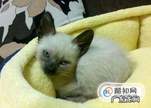 2个月猫怎么养