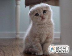 2个月猫怎么养