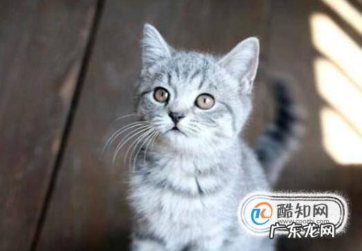 2个月猫怎么养