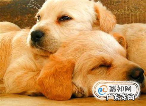 狗狗需不需要剃胎毛狗狗应该剃胎毛吗