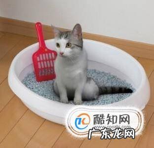 怎么训练小猫上厕所