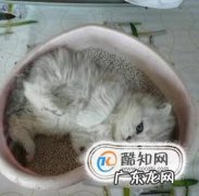 怎么训练小猫上厕所