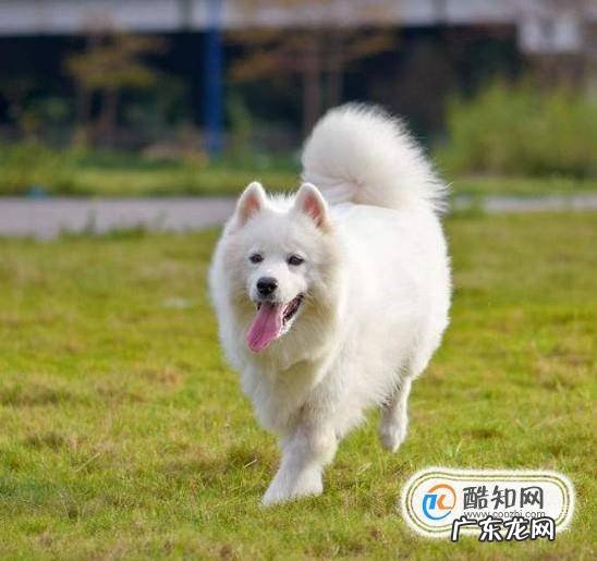 常见的狗都有哪些