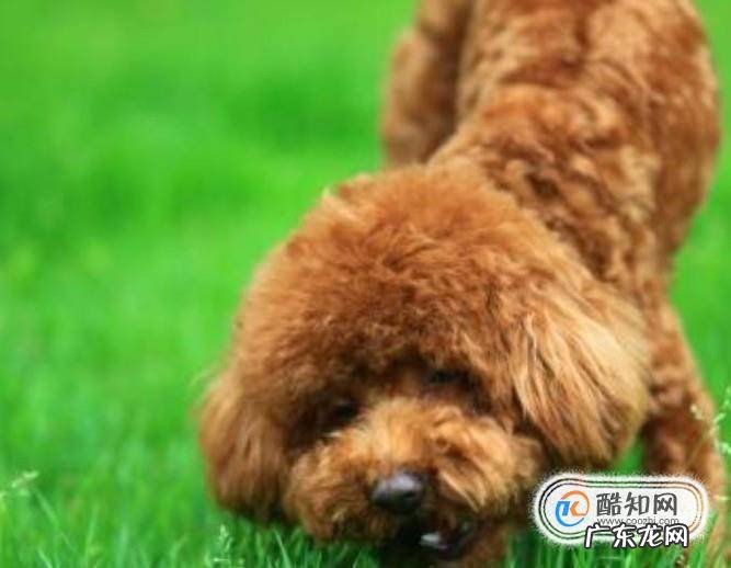 常见的狗都有哪些