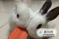 兔子怎么养怎么养兔子