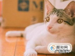 怎样使小猫亲近你