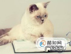 如何识别猫的情绪
