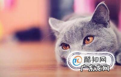 如何识别猫的情绪