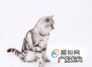 如何识别猫的情绪