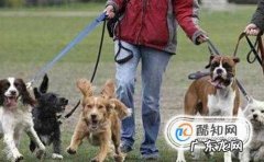 怎么训练狗狗不要咬人