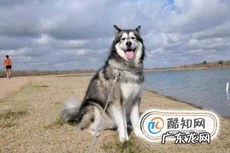 怎么训练狗狗不要咬人
