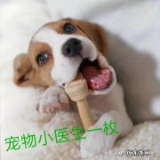 狗狗一见人就尿失禁 为什么我家狗狗每次突然见到主人我，都会尿失禁