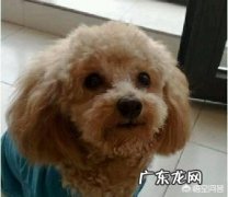 泰迪狗能听懂人类说的话吗 泰迪犬可以听懂主人说的话吗，有何依据