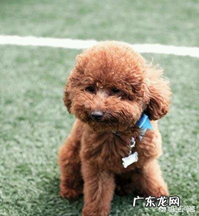 泰迪狗能听懂人类说的话吗 泰迪犬可以听懂主人说的话吗,有何依据