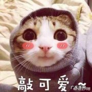 中国人为什么不吃猫肉 为什么不吃猫肉