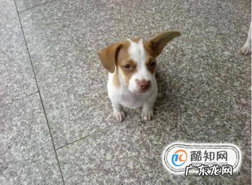 狗狗的寿命有多长