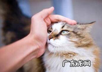 猫咪为什么喜欢被人抚摸