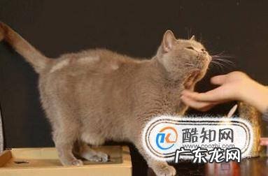 猫咪为什么喜欢被人抚摸