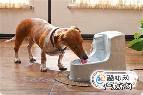 狗狗很精神但是流鼻涕狗狗鼻塞流鼻涕怎么办
