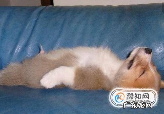 狗狗很精神但是流鼻涕狗狗鼻塞流鼻涕怎么办