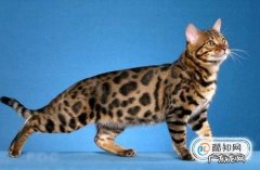 为什么有些猫咪长不胖猫咪长不胖的原因