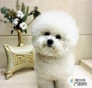 比熊犬吃什么