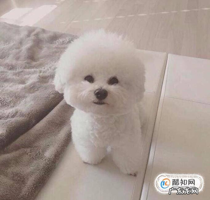 比熊犬吃什么