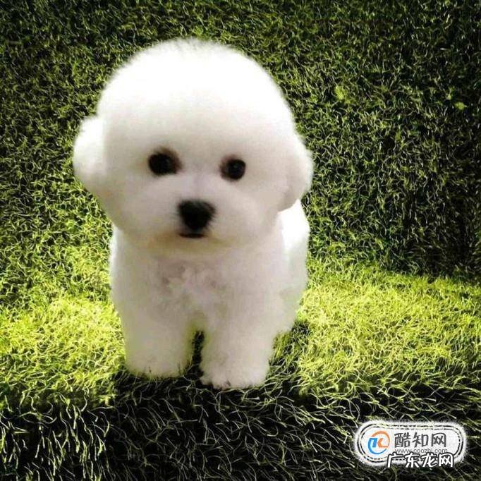 比熊犬吃什么