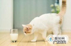 不同阶段的猫咪如何喂养