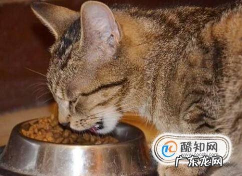 不同阶段的猫咪如何喂养