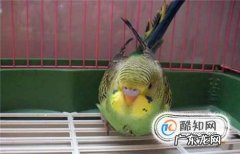 虎皮鹦鹉不吃食怎么办