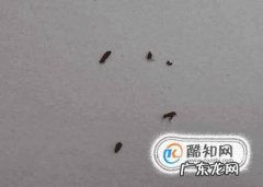 宠物常见体外寄生虫应对方法