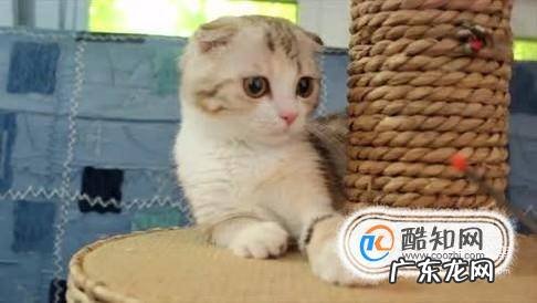 如何吸引猫咪野猫的注意