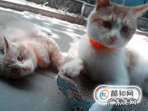 如何吸引猫咪野猫的注意