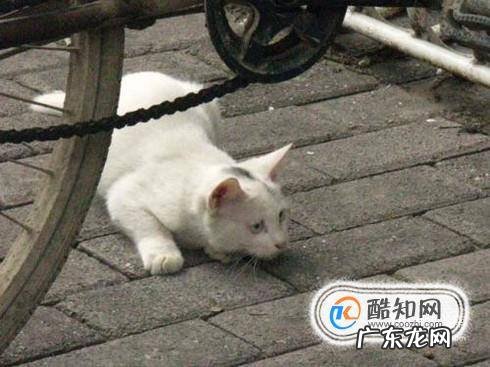 如何吸引猫咪野猫的注意