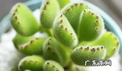 多肉叶子变软变皱 多肉晒太阳叶子软皱还能活吗