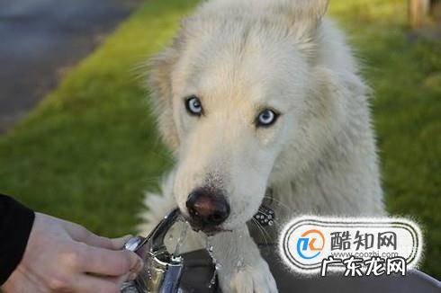狗狗大便带有一层黏膜还带有血是怎么回事