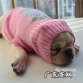 狗狗大便带有一层黏膜还带有血是怎么回事