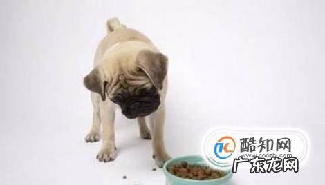 狗狗大便带有一层黏膜还带有血是怎么回事