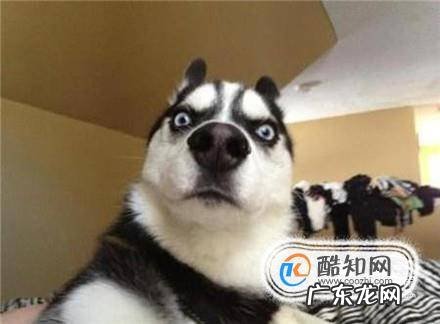 哈士奇狗怎么养