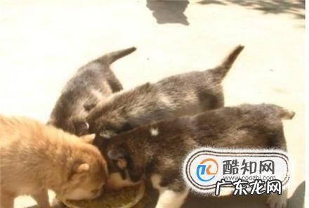 哈士奇狗怎么养