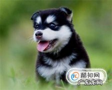 哈士奇狗怎么养